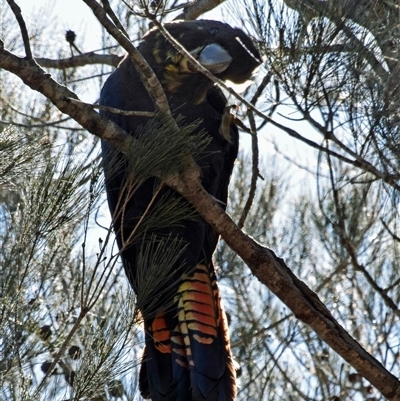 Calyptorhynchus lathami lathami (Glossy Black-Cockatoo) at Windellama, NSW - 11 Sep 2019 by GITM3
