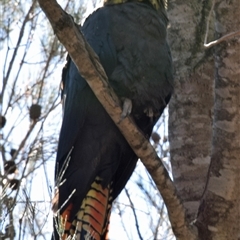 Calyptorhynchus lathami lathami at Windellama, NSW - suppressed