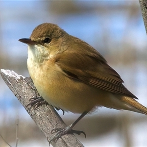 Acrocephalus australis (Australian Reed-Warbler) at Googong, NSW - 29 Sep 2025 by jb2602