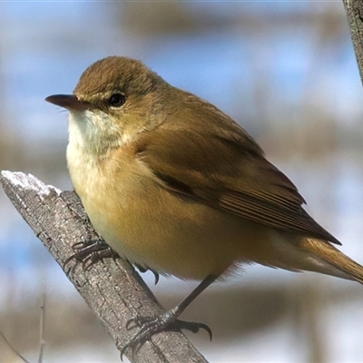 Acrocephalus australis (Australian Reed-Warbler) at Googong, NSW - 29 Sep 2025 by jb2602