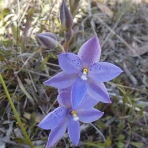 Thelymitra ixioides (Dotted Sun Orchid) at Borough, NSW - 28 Sep 2025 by Paul4K