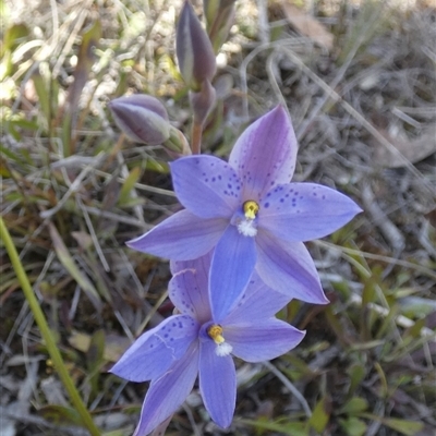 Thelymitra ixioides (Dotted Sun Orchid) at Borough, NSW - 28 Sep 2025 by Paul4K