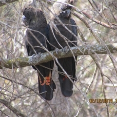 Calyptorhynchus lathami lathami (Glossy Black-Cockatoo) at Marulan, NSW - 2 Dec 2019 by GITM3