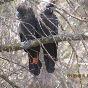 Calyptorhynchus lathami lathami (Glossy Black-Cockatoo) at Marulan, NSW - 2 Dec 2019 by GITM3