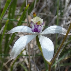 Caladenia ustulata (Brown Caps) at Borough, NSW - 28 Sep 2025 by Paul4K
