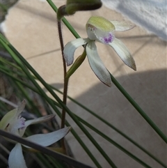 Caladenia ustulata (Brown Caps) at Borough, NSW - 28 Sep 2025 by Paul4K