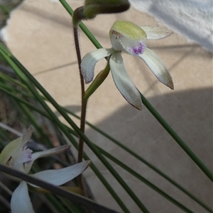 Caladenia ustulata (Brown Caps) at Borough, NSW - 28 Sep 2025 by Paul4K
