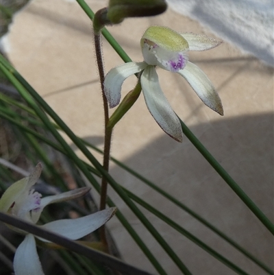 Caladenia ustulata (Brown Caps) at Borough, NSW - 28 Sep 2025 by Paul4K