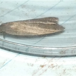 Chezala privatella (A Concealer moth) at Borough, NSW - 29 Sep 2025 by Paul4K
