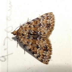 Dichromodes disputata (Scaled Heath Moth) by Paul4K