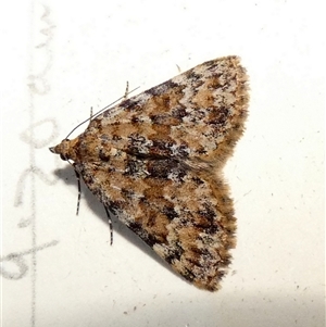 Dichromodes disputata (Scaled Heath Moth) by Paul4K