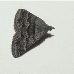 Dichromodes ainaria (A geometer or looper moth) by Paul4K