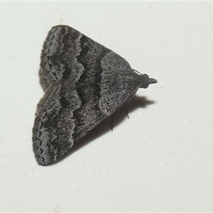 Dichromodes ainaria (A geometer or looper moth) by Paul4K