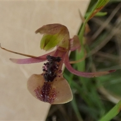 Chiloglottis formicifera by Paul4K