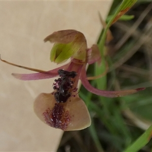 Chiloglottis formicifera by Paul4K