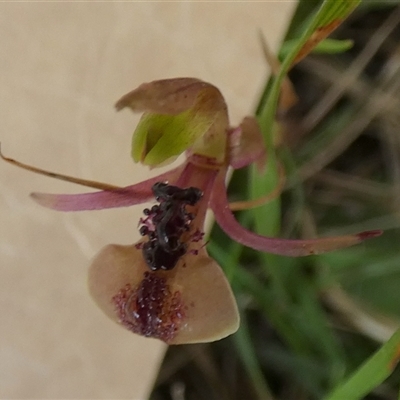 Chiloglottis formicifera at  - suppressed by Paul4K