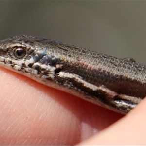 Morethia boulengeri (Boulenger's Skink) at Bruce, ACT - 25 Sep 2025 by Lisa.Jok