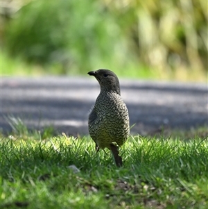 Ptilonorhynchus violaceus (Satin Bowerbird) at Wentworth Falls, NSW - 19 Sep 2025 by davidcunninghamwildlife