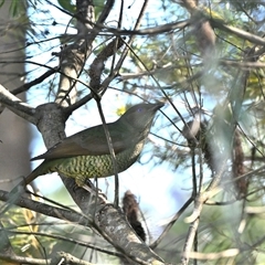 Ptilonorhynchus violaceus at Wentworth Falls, NSW - 19 Sep 2025 09:27 AM