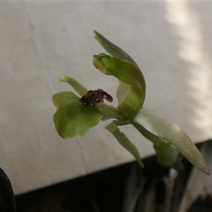Chiloglottis trapeziformis (Diamond Ant Orchid) by Paul4K