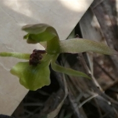 Chiloglottis trapeziformis at Borough, NSW - suppressed