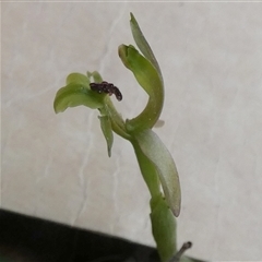 Chiloglottis trapeziformis at Borough, NSW - suppressed