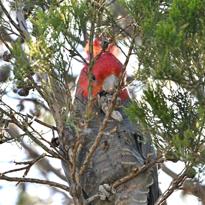Callocephalon fimbriatum (Gang-gang Cockatoo) at Kingston, ACT - 29 Sep 2025 by davidcunninghamwildlife