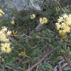 Pomaderris andromedifolia subsp. confusa by Paul4K