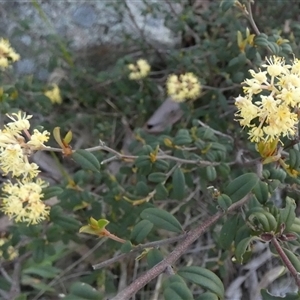 Pomaderris andromedifolia subsp. confusa by Paul4K