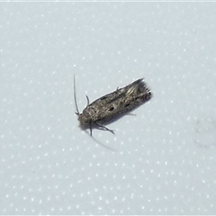 Gelechioidea (superfamily) (Unidentified Gelechioid moth) by Paul4K
