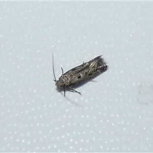 Gelechioidea (superfamily) (Unidentified Gelechioid moth) by Paul4K