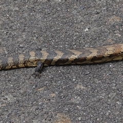 Tiliqua scincoides scincoides (Eastern Blue-tongue) at Hall, ACT - 30 Sep 2025 by Anna123