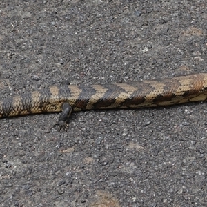 Tiliqua scincoides scincoides (Eastern Blue-tongue) at Hall, ACT - 30 Sep 2025 by Anna123