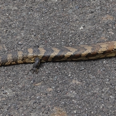 Tiliqua scincoides scincoides (Eastern Blue-tongue) at Hall, ACT - 30 Sep 2025 by Anna123