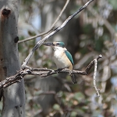 Todiramphus sanctus (Sacred Kingfisher) at Hall, ACT - 30 Sep 2025 by Anna123