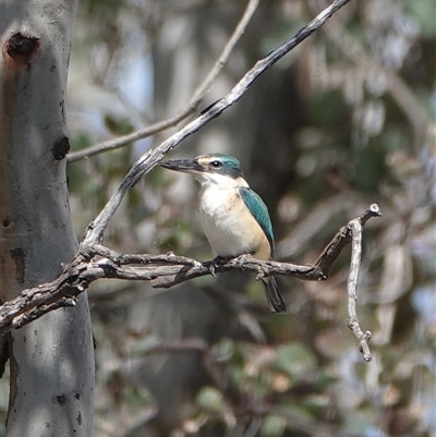 Todiramphus sanctus (Sacred Kingfisher) at Hall, ACT - 30 Sep 2025 by Anna123