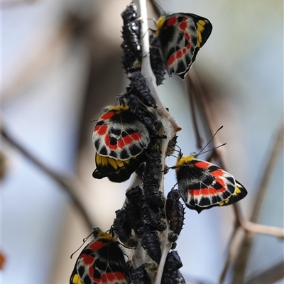 Delias harpalyce (Imperial Jezebel) at Hall, ACT - 30 Sep 2025 by Anna123