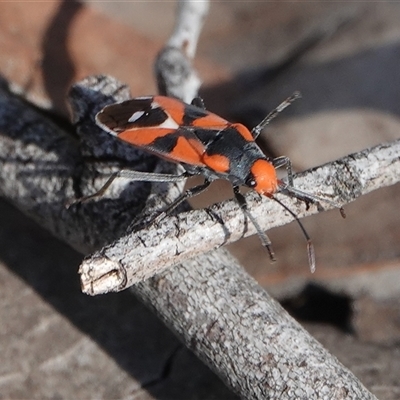 Melanerythrus mactans (A seed bug) at Hall, ACT - 29 Sep 2025 by Anna123