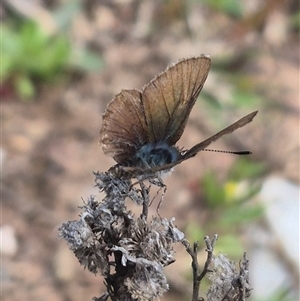 Unverified Blue or Copper (Lycaenidae) by clarehoneydove
