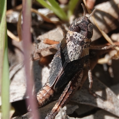 Cirphula pyrrhocnemis (Variable Cirphula) at Hall, ACT - 29 Sep 2025 by Anna123