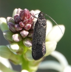 Leistomorpha brontoscopa (A concealer moth) at Hall, ACT - 29 Sep 2025 by Anna123