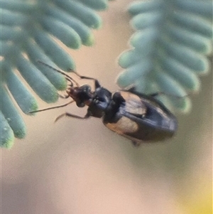 Sarothrocrepis civica (An arboreal 'ground' beetle) by clarehoneydove