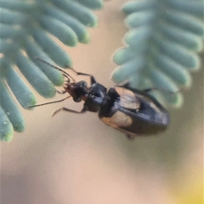 Sarothrocrepis civica (An arboreal 'ground' beetle) at Bungendore, NSW - 30 Sep 2025 by clarehoneydove