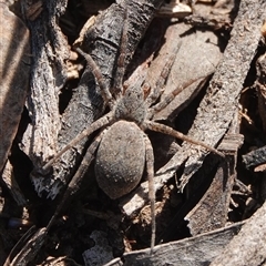 Lycosidae (family) at Hall, ACT - 28 Sep 2025 by Anna123