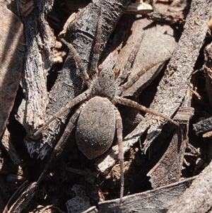 Lycosidae (family) at Hall, ACT - 28 Sep 2025 by Anna123