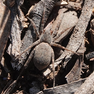 Lycosidae (family) at Hall, ACT - 28 Sep 2025 by Anna123