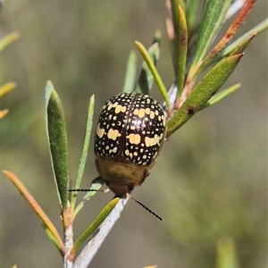 Paropsis pictipennis (Tea-tree button beetle) by clarehoneydove