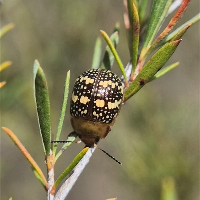 Paropsis pictipennis (Tea-tree button beetle) at  - suppressed by clarehoneydove
