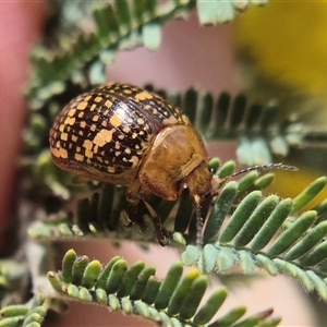 Paropsis pictipennis (Tea-tree button beetle) by clarehoneydove