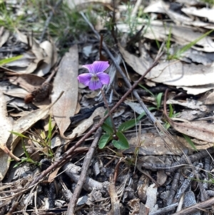 Viola betonicifolia (Mountain Violet) at Kambah, ACT - 30 Sep 2025 by teeniiee